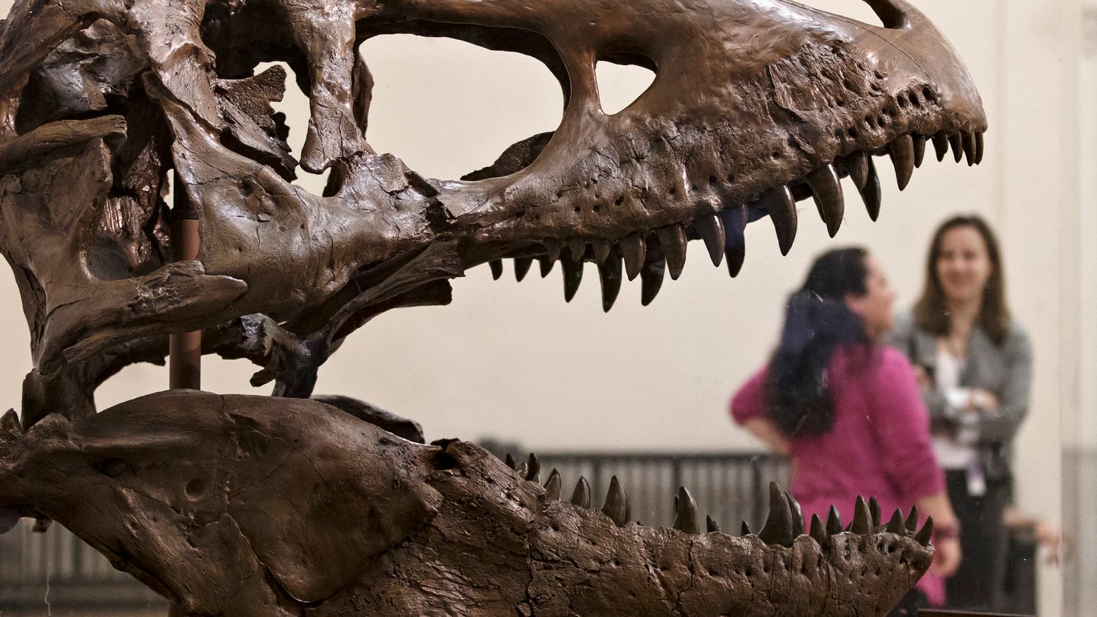Бебетата на тиранозаврите са се излюпвали готови за лов и убиване