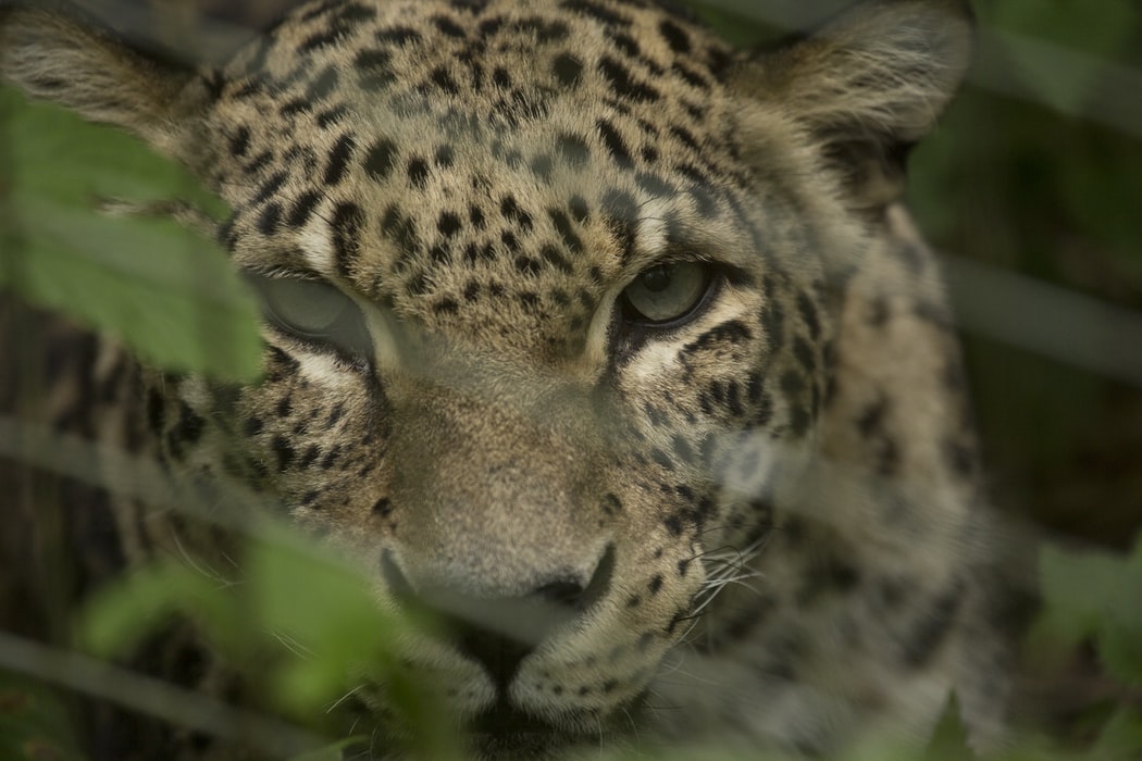 В Аржентина се родиха редки ягуари – видео