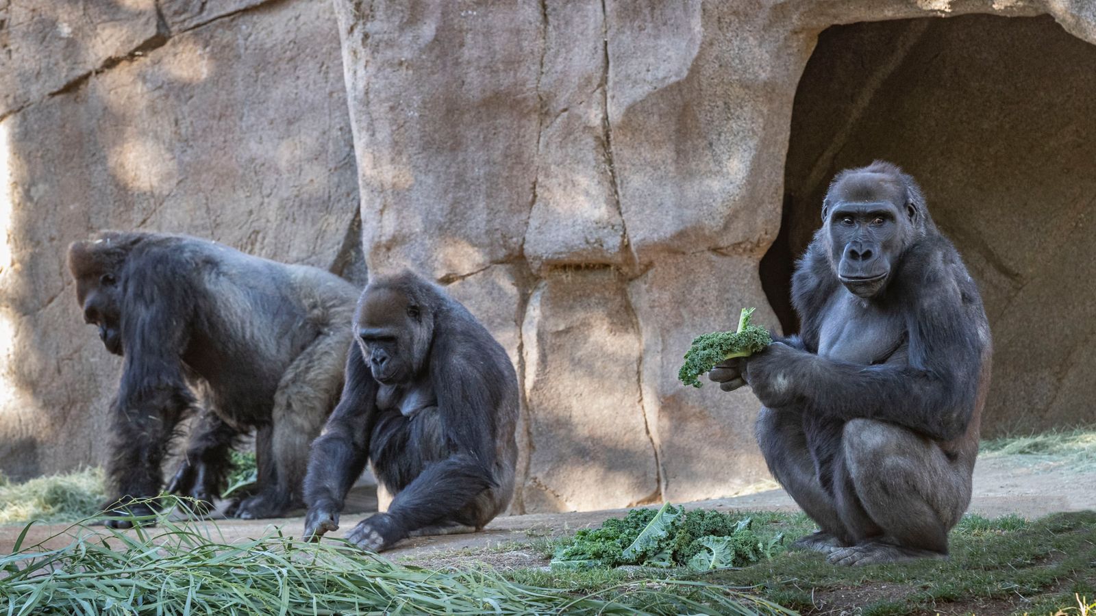 Ваксинираха човекоподобни маймуни в зоопарка в Сан Диего срещу COVID-19