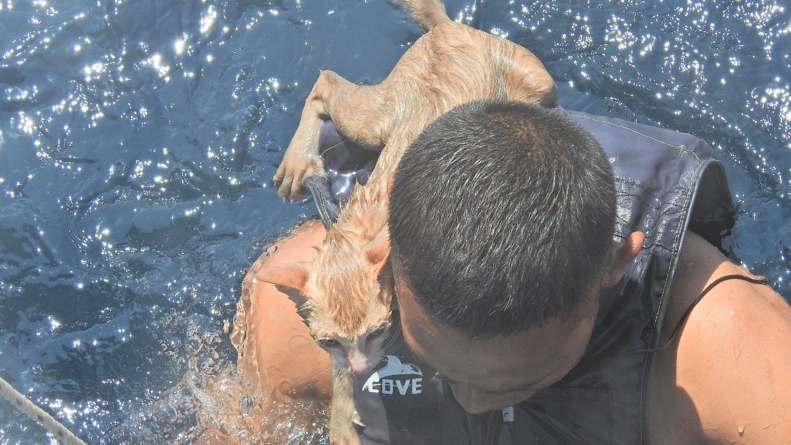 Тайландски моряци спасиха четири котки от потъващ кораб в  Андаманско море