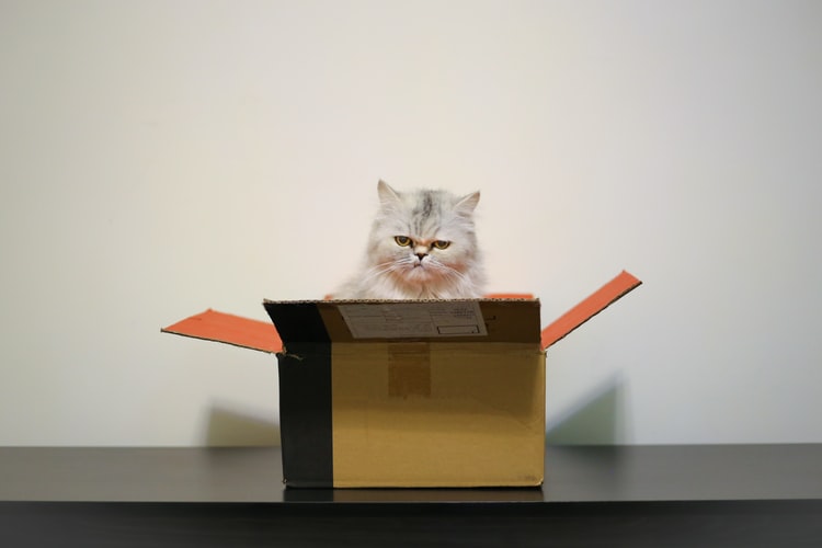 Котките обичат въображаеми кутии