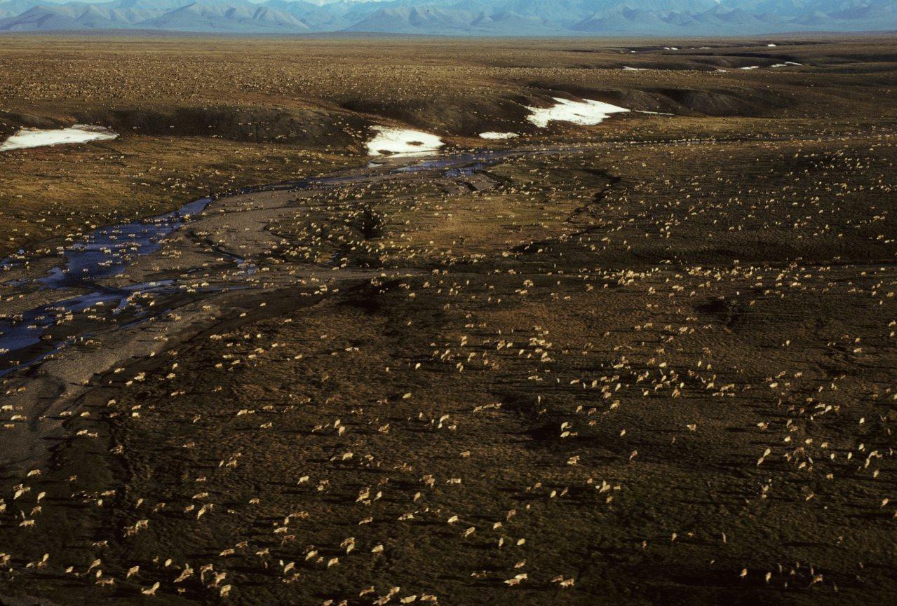 САЩ спират нефтените сондажи в убежище за диви животни в Аляска – снимки