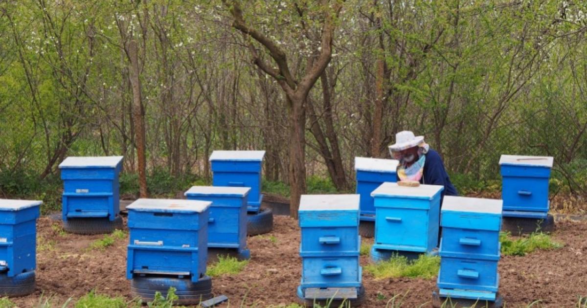 Пчеларите подават заявления за плащане по мерките от Националната програма – видео
