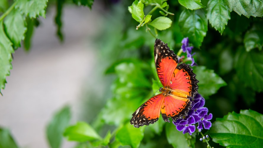 Колумбия е с най-голямото разнообразие от видове пеперуди в света