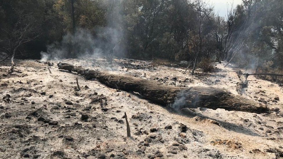 Продължават пожарите на полуостров Пелопонес с 10-километров фронт – снимки, видео