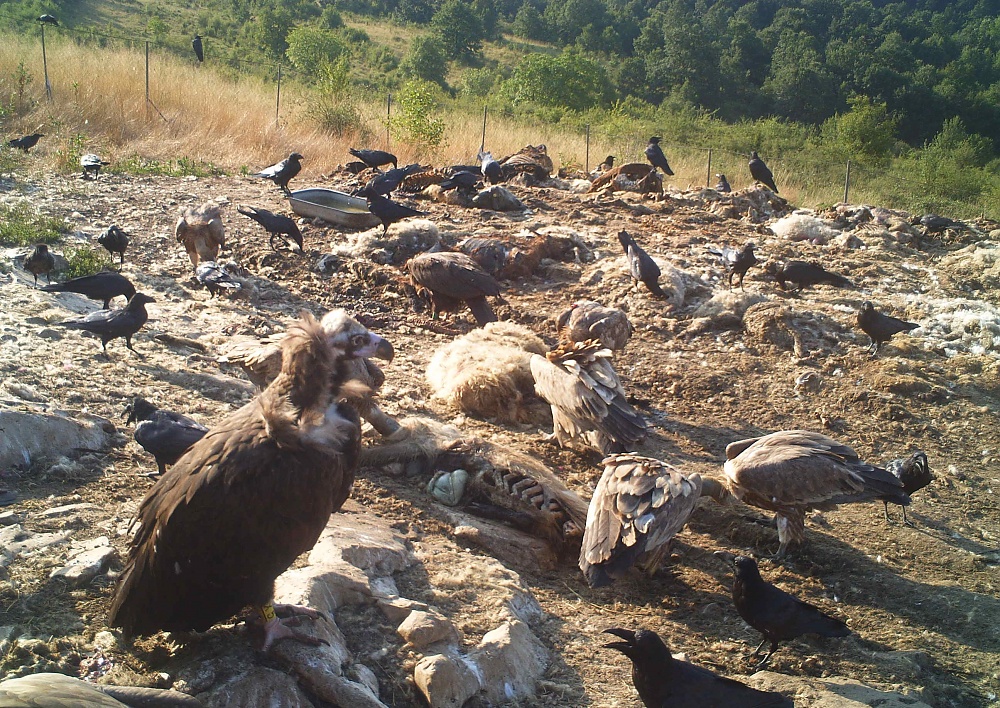 Черни лешояди засечени в Природен парк „Врачански Балкан“ – снимки