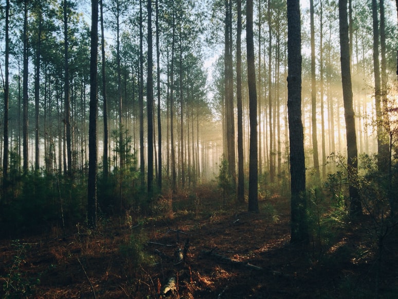 ЕС обеща 1 млрд. евро за защита на горите по света