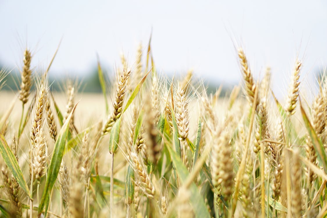 Войната в Украйна свива реколтата от пшеница с една трета