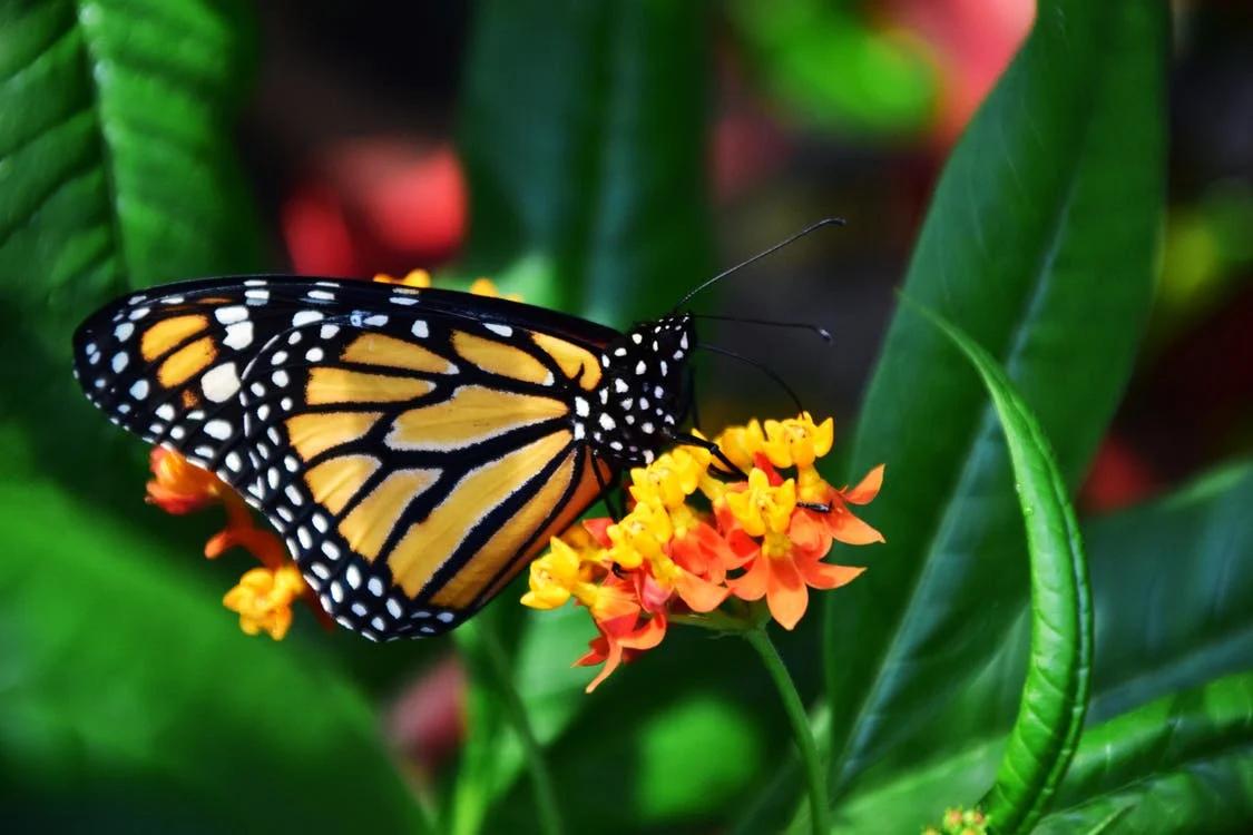 Експерти създадоха миниатюрни сензори за наблюдение на мигриращите пеперуди монарх