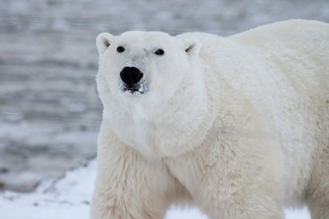 Полярна мечка е забелязана в южната част на Канада