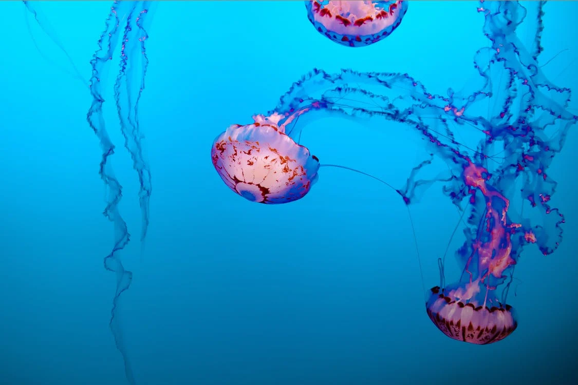 Учени намериха фосил на първия хищник в света – древна медуза