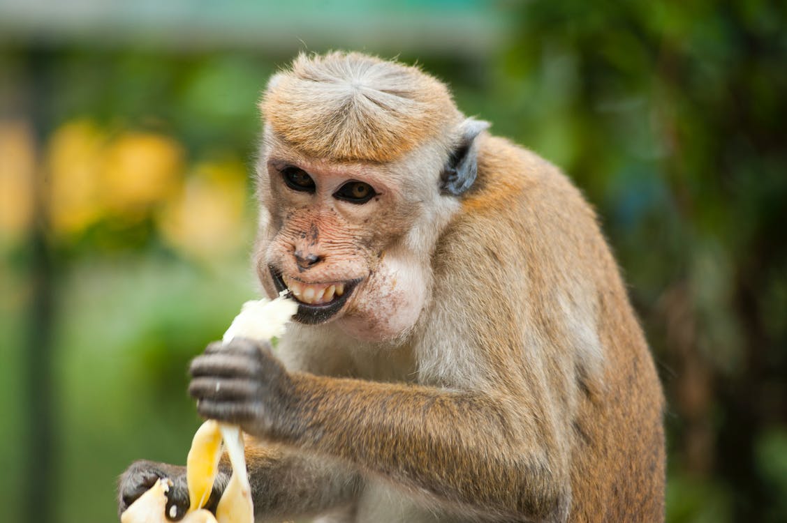 Агресивни маймуни тормозят жителите на японски град