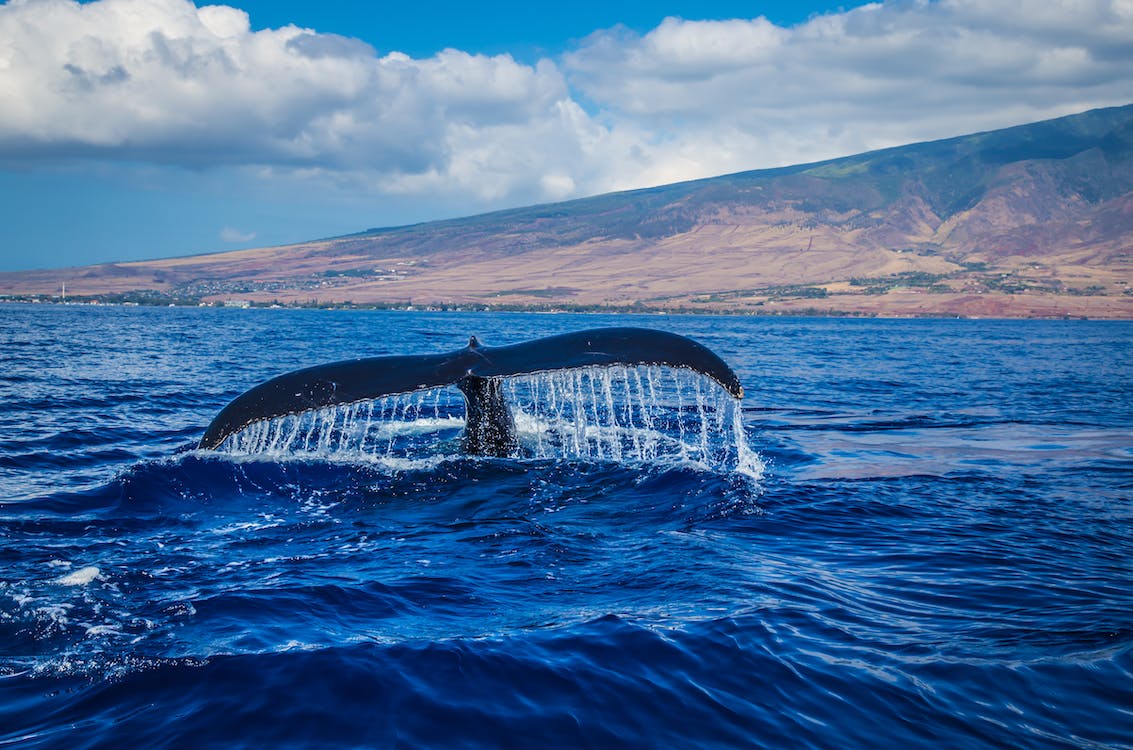 Броят на китовете в Тихия океан намалява