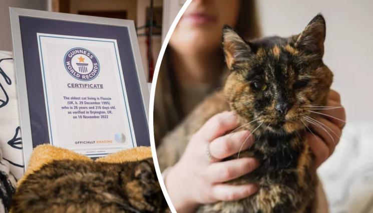 Гинес обяви най-старата жива котка в света