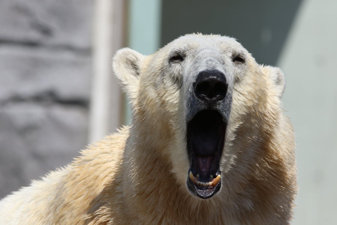 Канадските полярни мечки изчезват