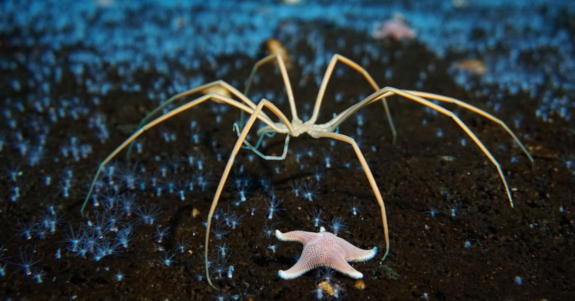 Морските паяци могат да възстановяват цели части от тялото си