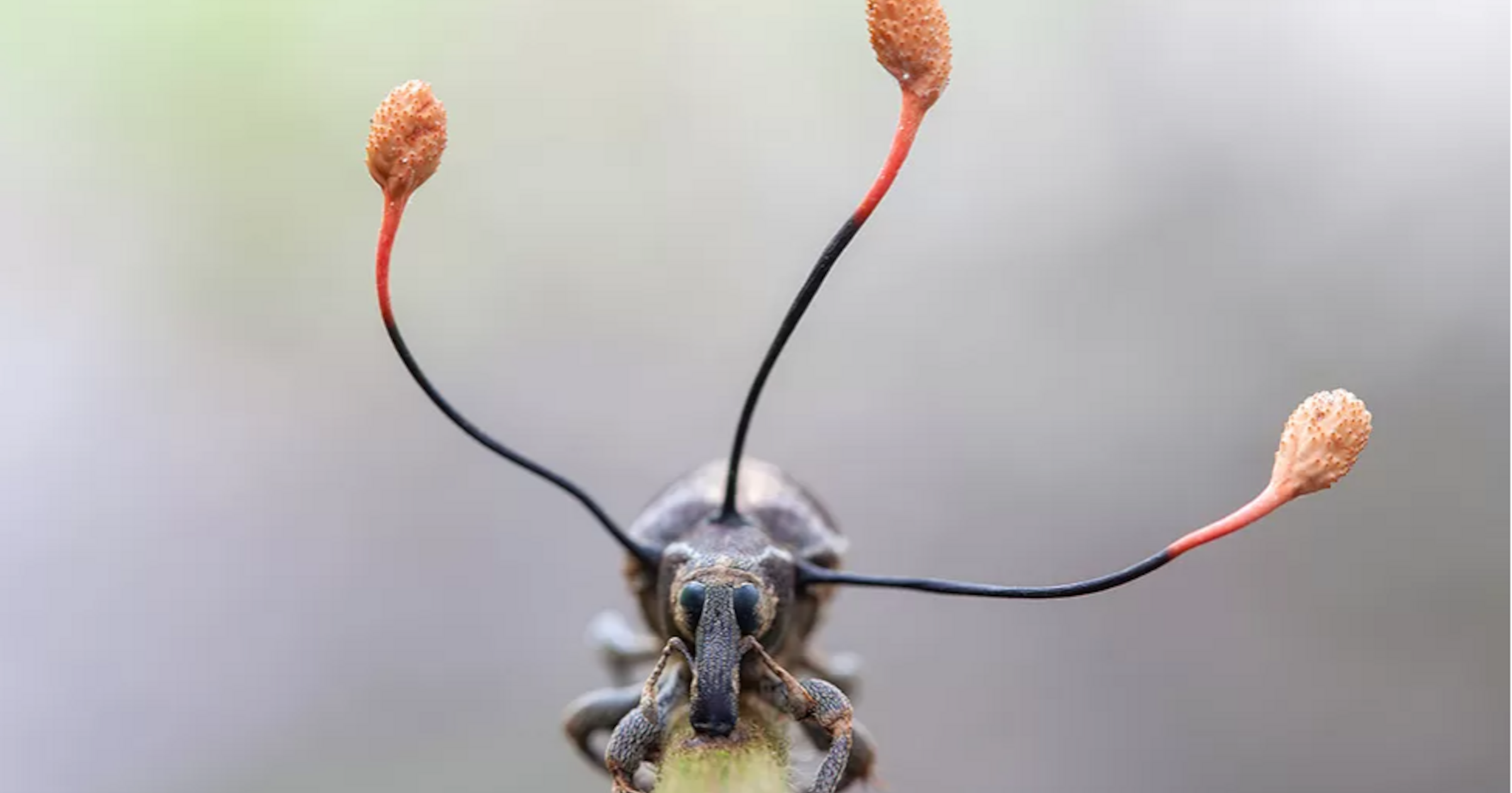 Зловещи гъби изправят на крака мъртви насекоми