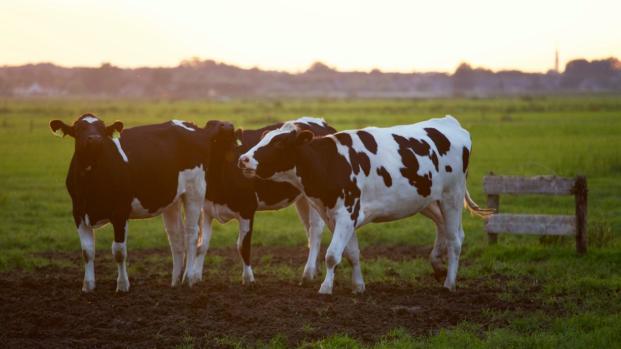 В Китай клонираха за първи път порода млекодайни крави