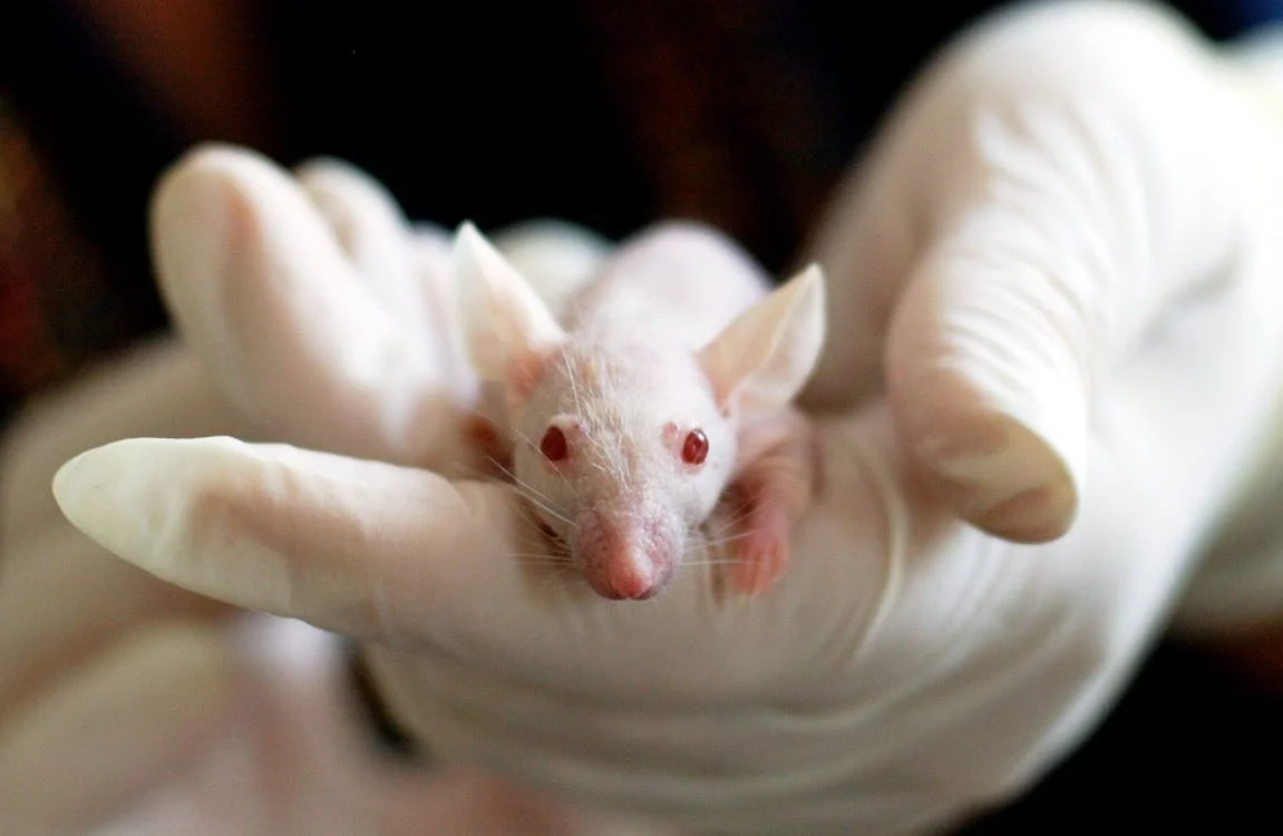 Революционен пробив: Учени създадоха мишки от двама биологични бащи