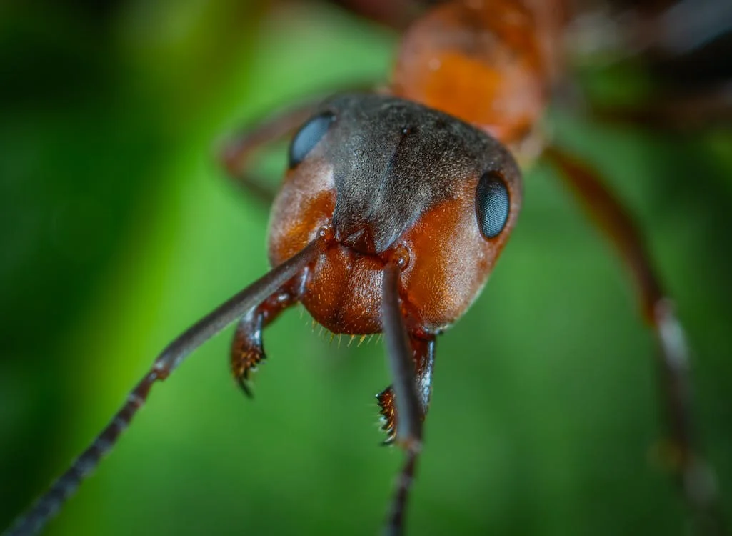 Гигантски мравки са марширували из Северна Америка и Европа преди милиони години