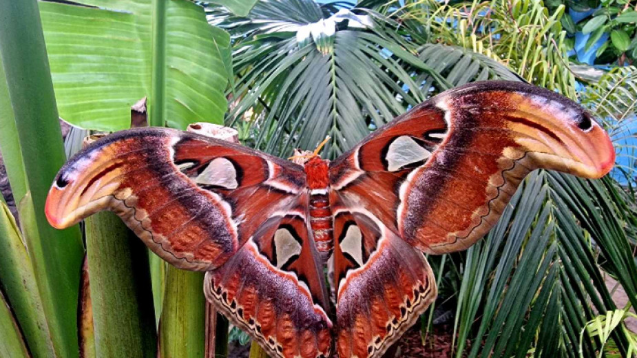 Уникална пеперуда се излюпи в Природонаучния музей