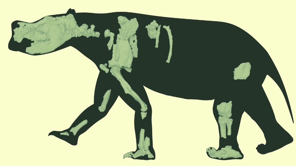 Огромно торбесто животно е живяло в Австралия преди 3,5 млн. г.