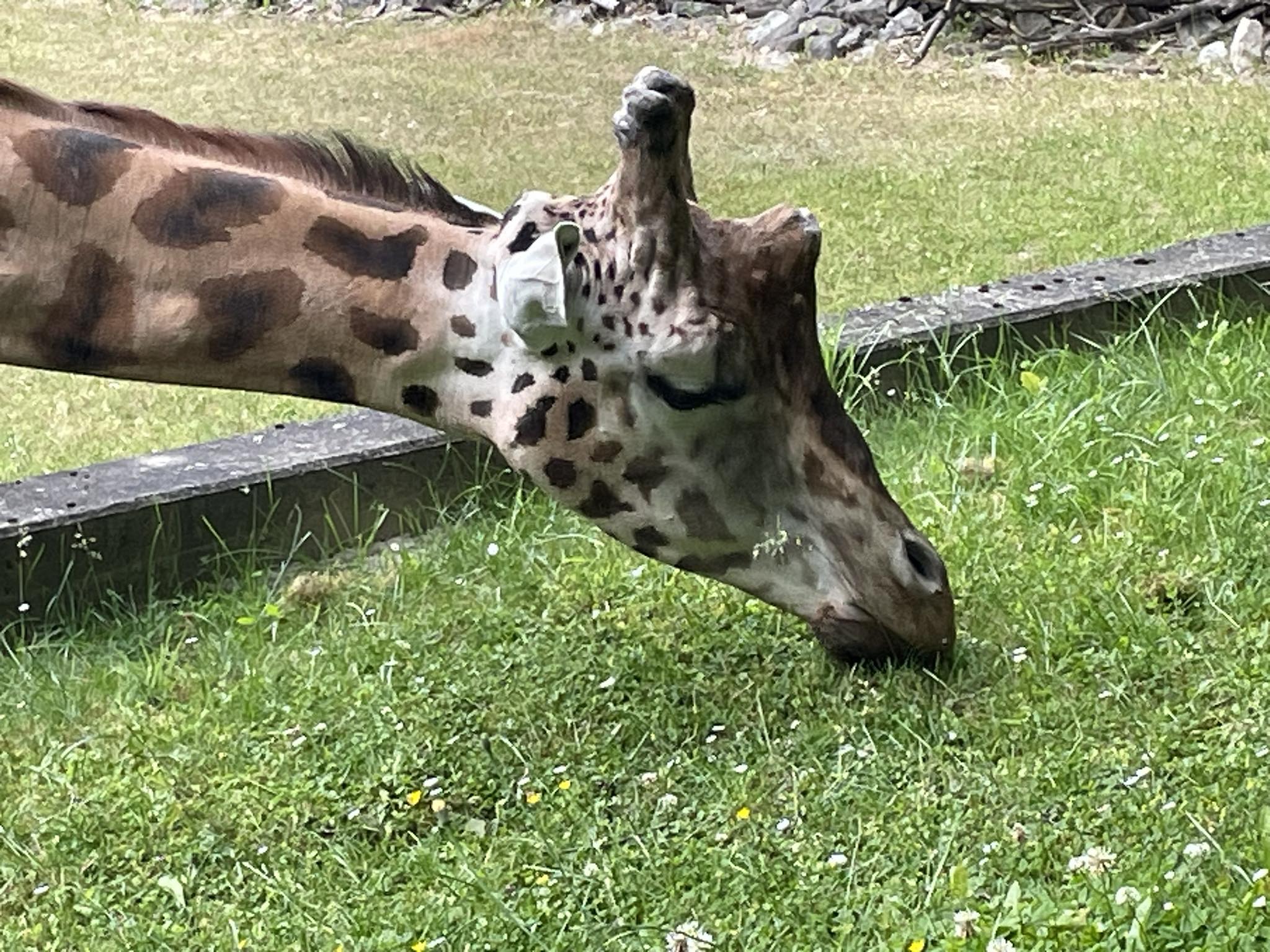 От жирафи до пингвини и слонове в краковския зоопарк – снимки и видео