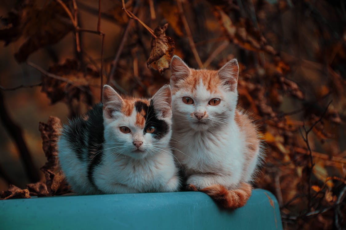 Котките – мъркащите лечители