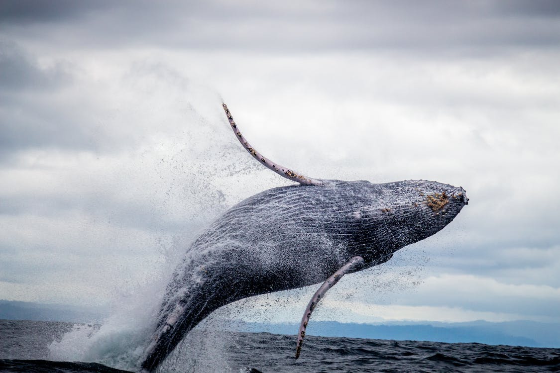 Откриха как китовете пеят и огласят океана